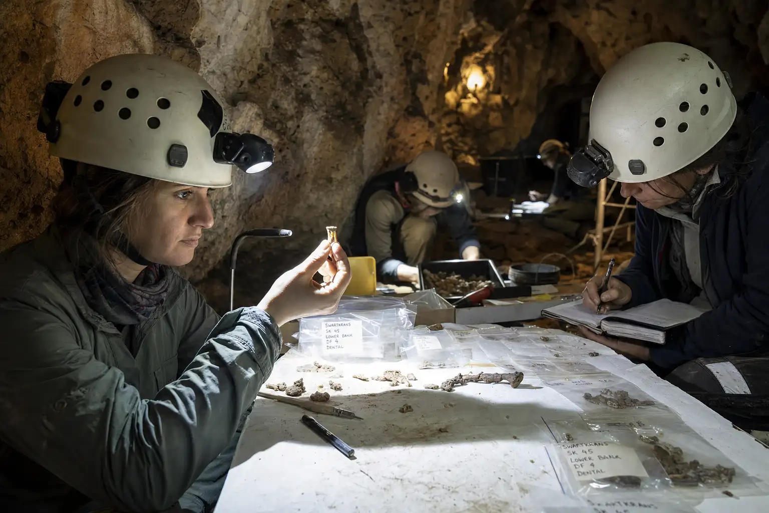 23 颗牙都测成女性,Homo naledi 的洞穴遗骸更难解释为事故