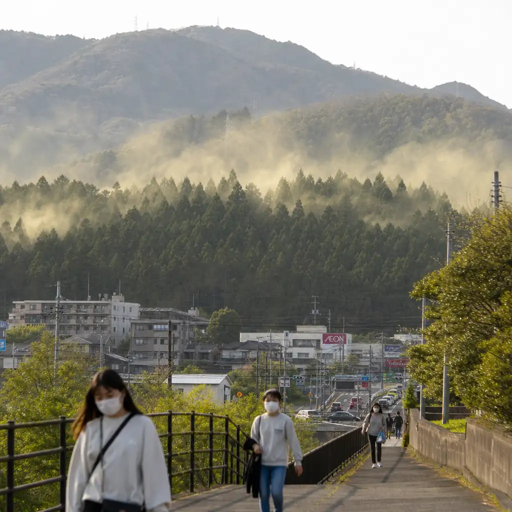 日本花粉症不是天灾,是70年前那片人工林的账单